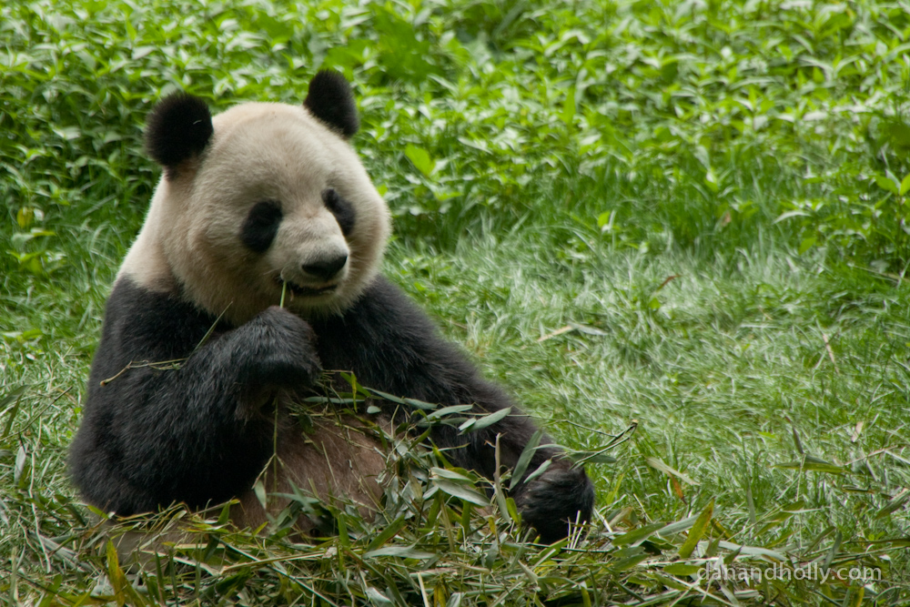 Giant Panda